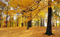 2019描写秋天的诗歌散文6篇精选_关于描写秋天的优美诗歌